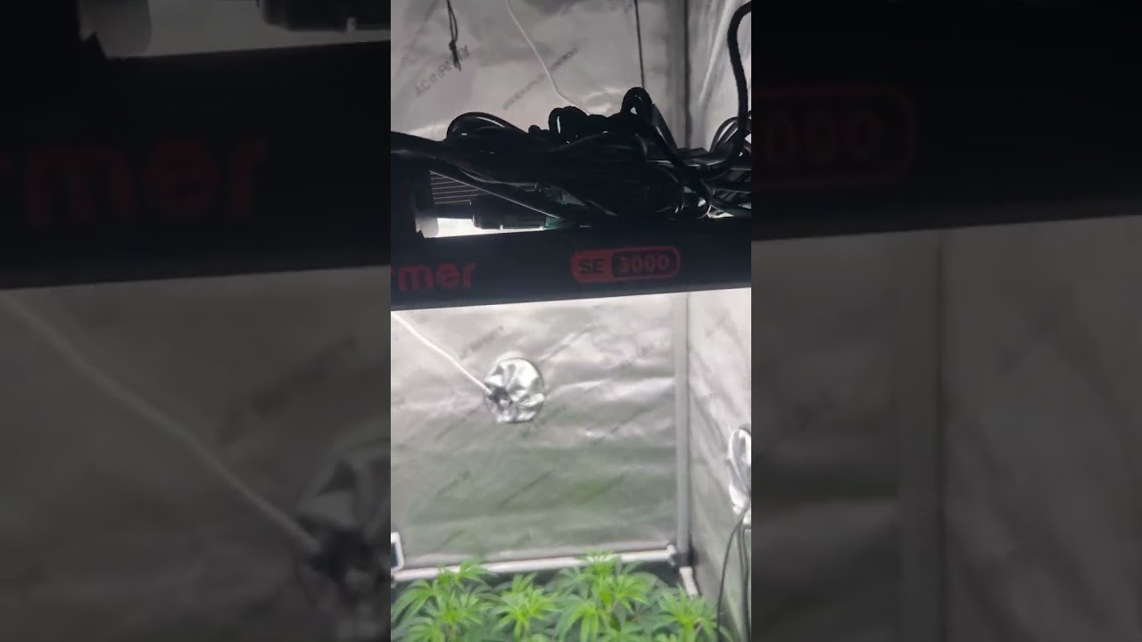 2x2 grow tent, spider farmer se3000