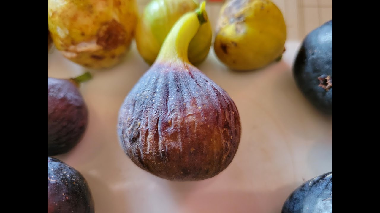Irene’s Black Greek fig tasting.