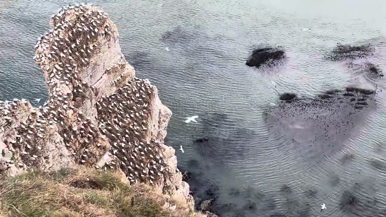 Northern Gannets Birds Nest High Up on Bempton Cliffs-Amazing to See