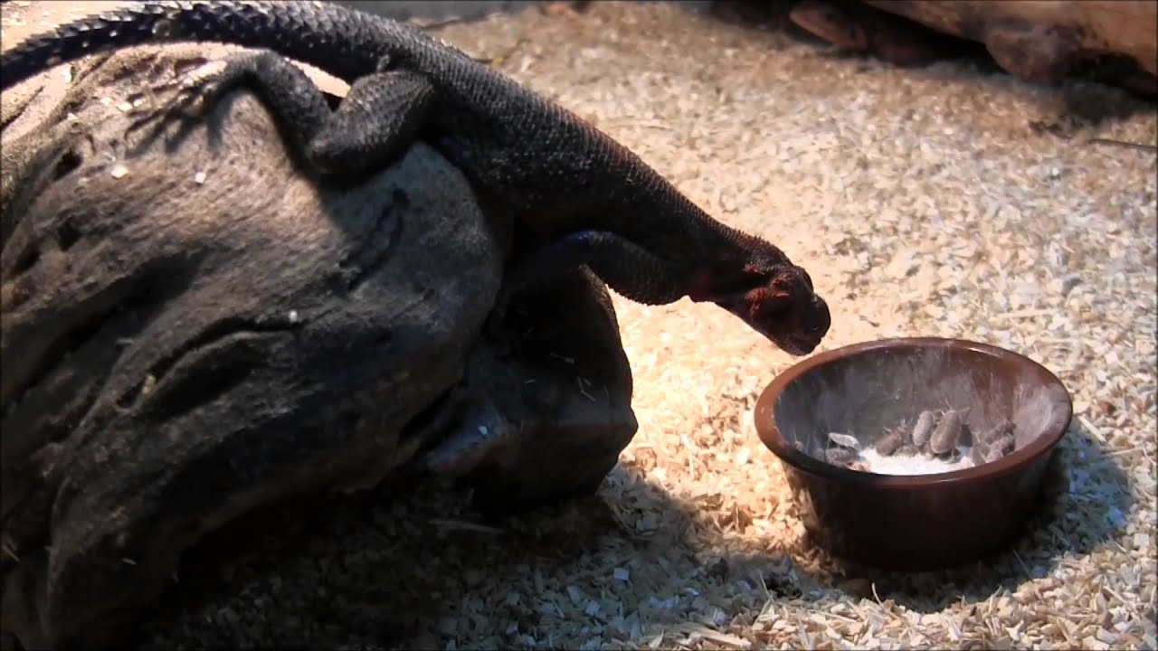 Spiderman Agamas