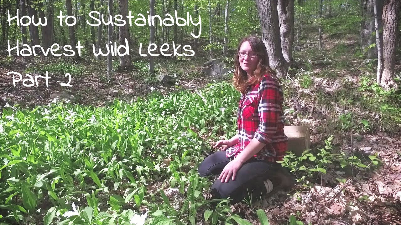 Wild Leeks, Sustainable Wild Foraging Techniques & Where to Find Ramps -  Foraging for Food part 2