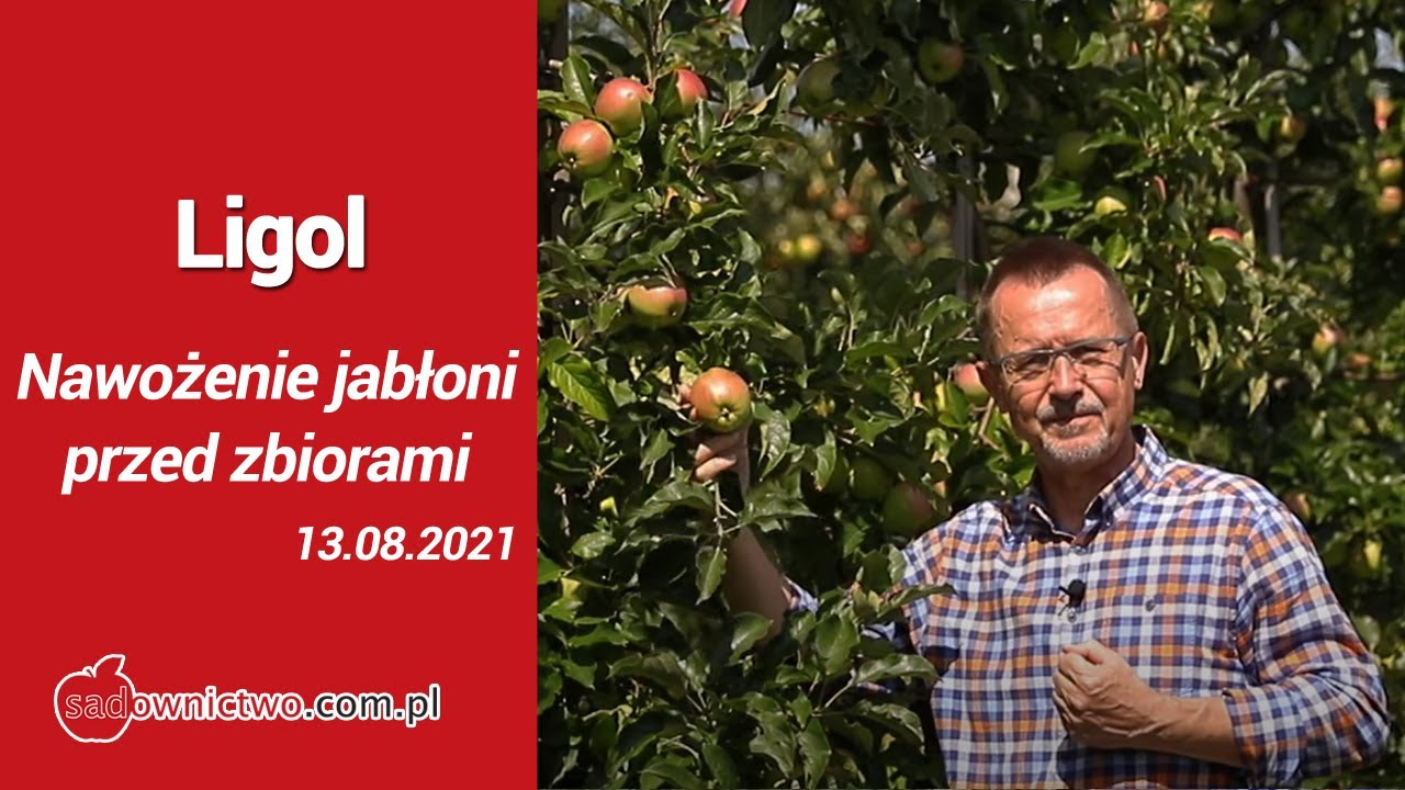 Nawożenie jabłoni przed zbiorami - Ligol - część 3/4