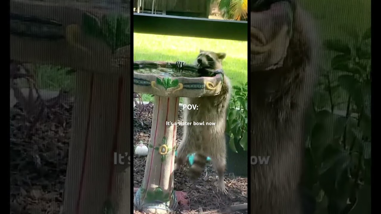Meet George the raccoon 🦝