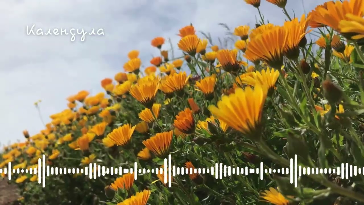 Календула — DJ NY AI /Chill Lounge/ Relaxing Night Mood