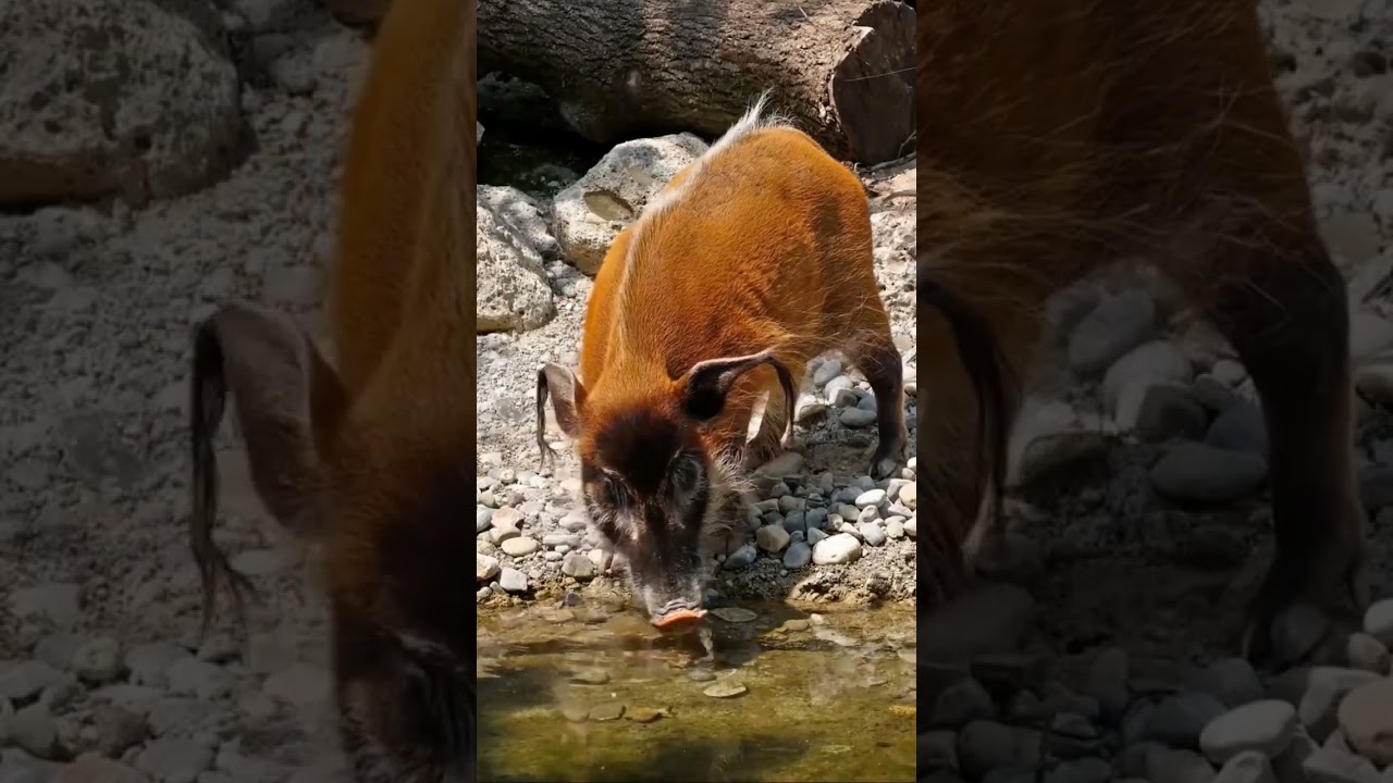 Red river hog.