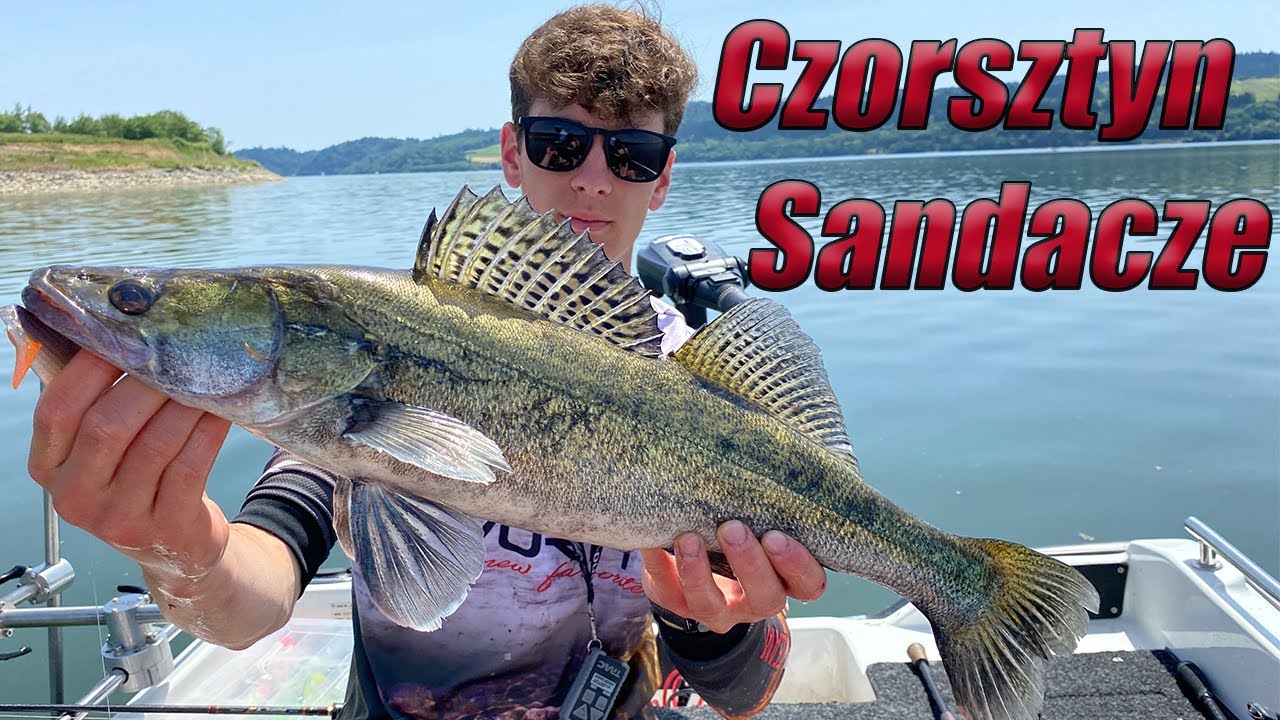 Sandacze z Czorsztyna na spinning/  Otwarcie sezonu sandaczowego/ Eldorado sandaczowe #sandacz