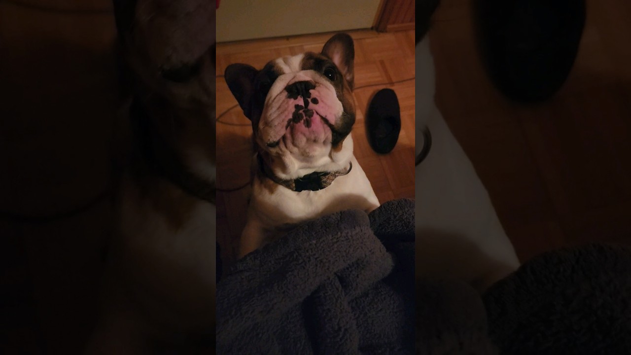 Zeus the Frenchie is not happy!#frenchie #frenchbulldog
