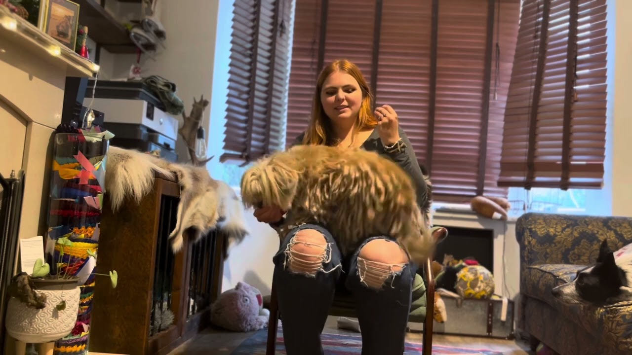 Jump into your arms- dog trick tutorial