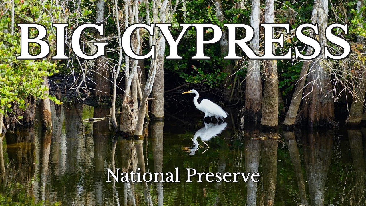 Big Cypress National Preserve | Florida Wetlands Wildlife, Birds & Alligators | Everglades