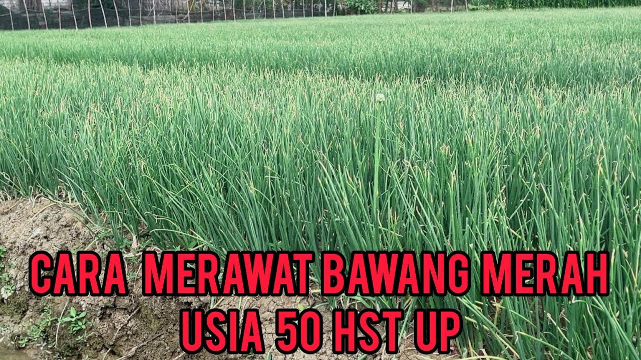 CARA MERAWAT BAWANG MERAH USIA 50 HST UP