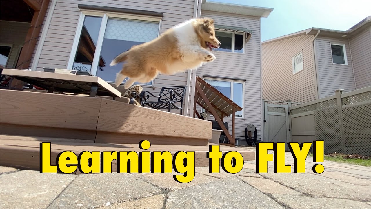 My Sheltie Puppy Learns to FLY... TROUBLE 🚀🐶Cricket 