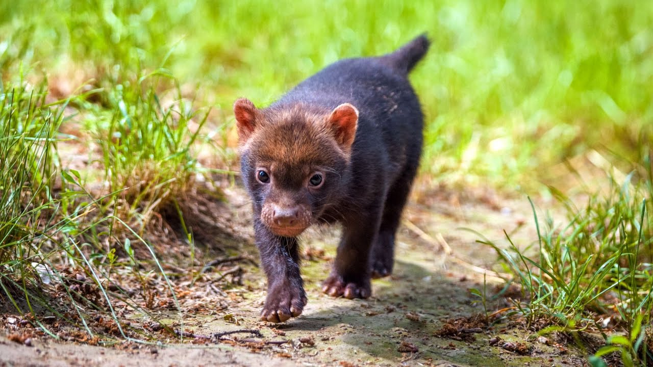10 Wild Dogs You Didn't Know Existed! 😱
