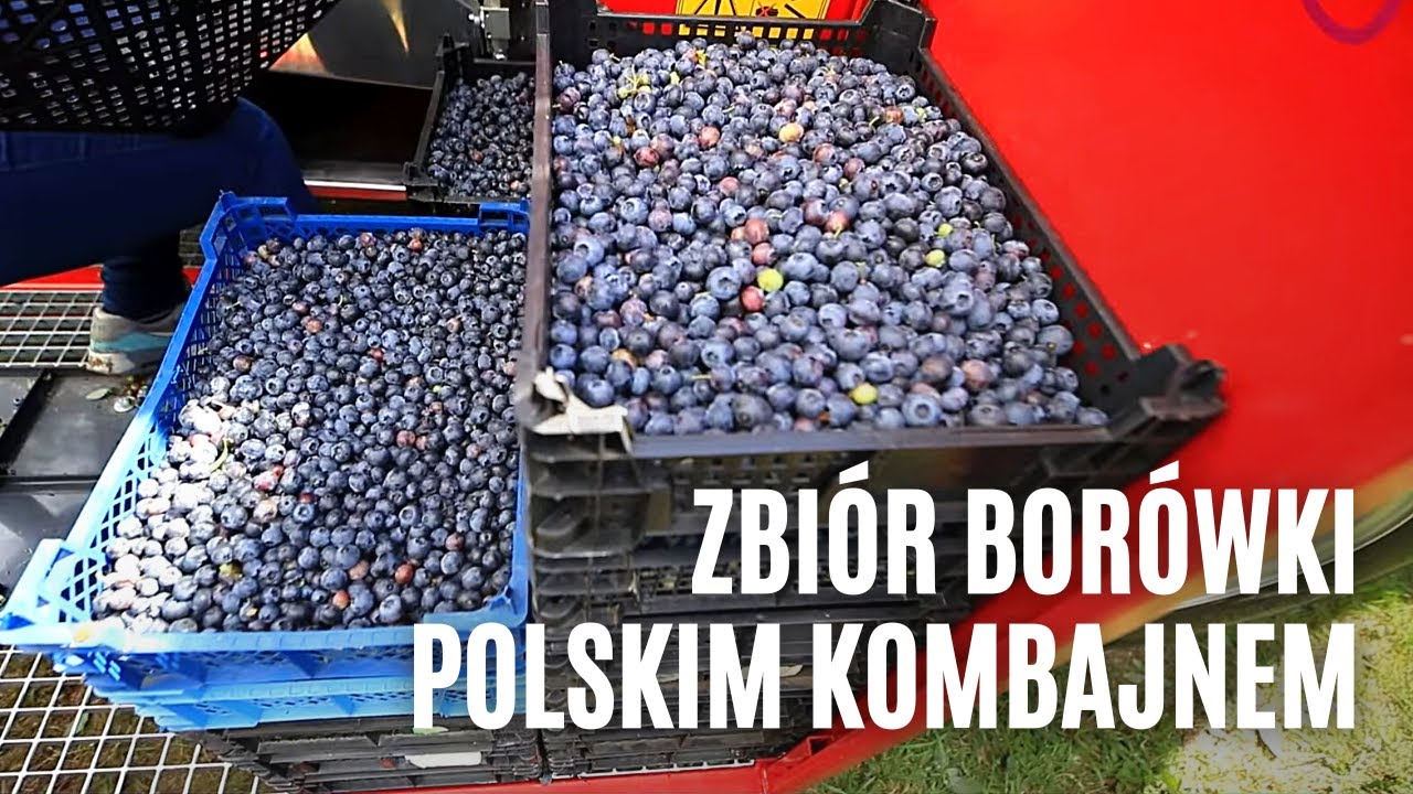 Zbiór borówki polskim kombajnem