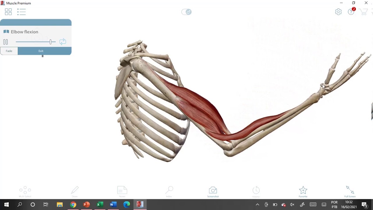 A&ccedil;&otilde;es Musculares. Conc&ecirc;ntrica e Exc&ecirc;ntrica