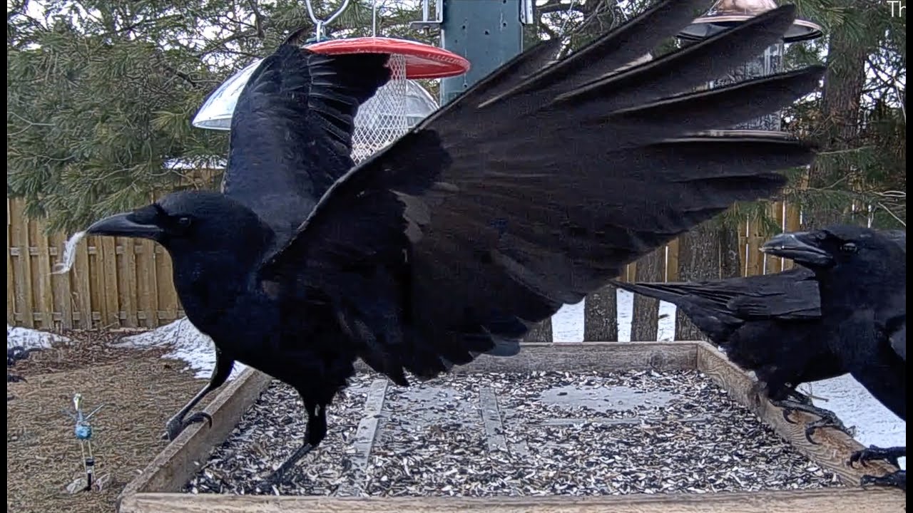 Aggressive Crow Gets A Beak-full of Feathers in Ontario | April 26, 2023