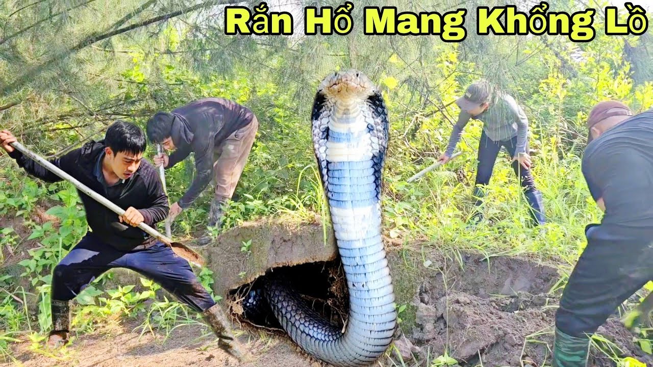 Cô Gái Trẻ Dũng Cảm 1 Mình Vây Bắt 1 Con Rắn Hổ Mang Chúa Nặng 2kg Khi Đang Đi Làm
