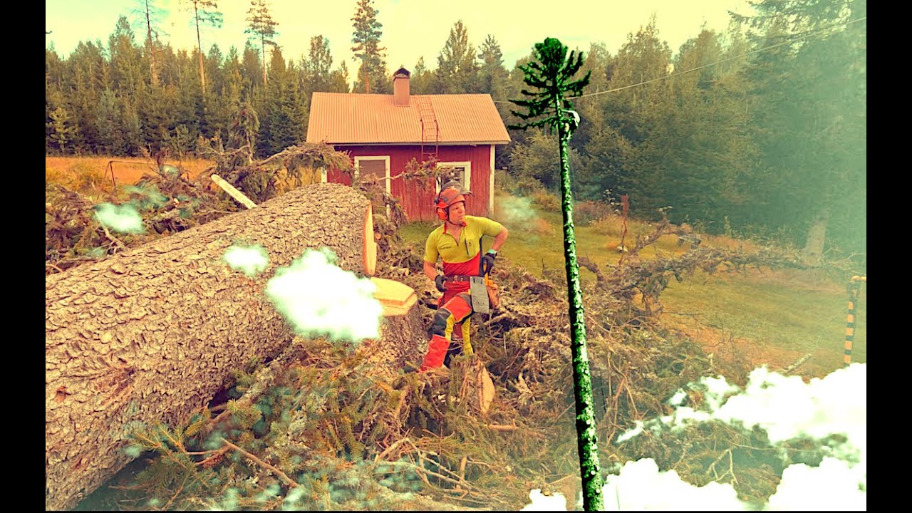 Tämä tuli täysin yllättäen, ei voi käsittää ⛈️😮. Pro Finnish Lumberjack And Monster Chainsaw.