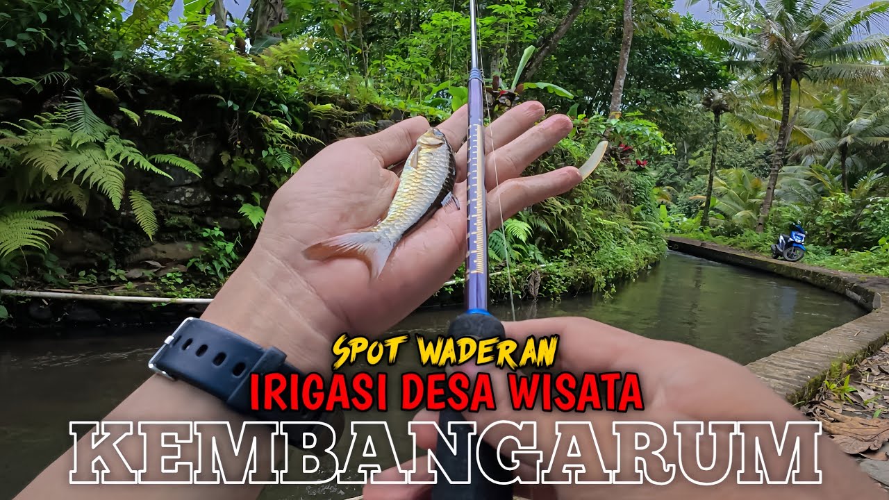 🍃 SPOT WADERAN JOGJA UTARA || IRIGASI DESA WISATA KEMBANGARUM 💚