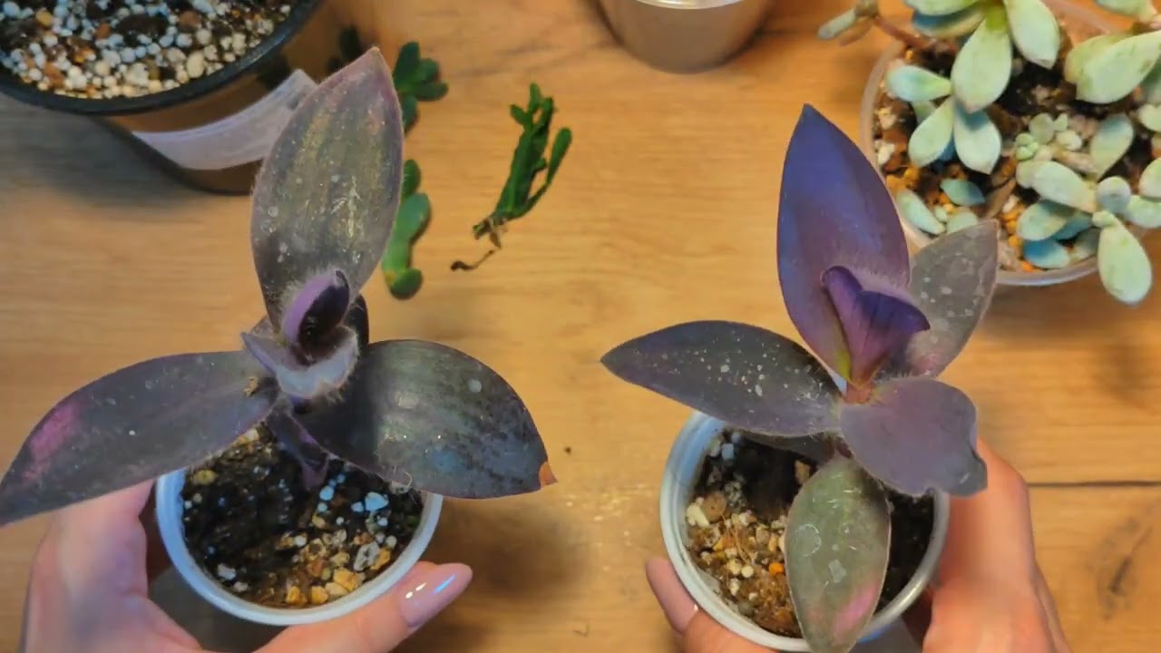 Снова новинки 🌿 #succulent #tradescantia #ficusplant #begonia #peperomia #urbanjungle #plants