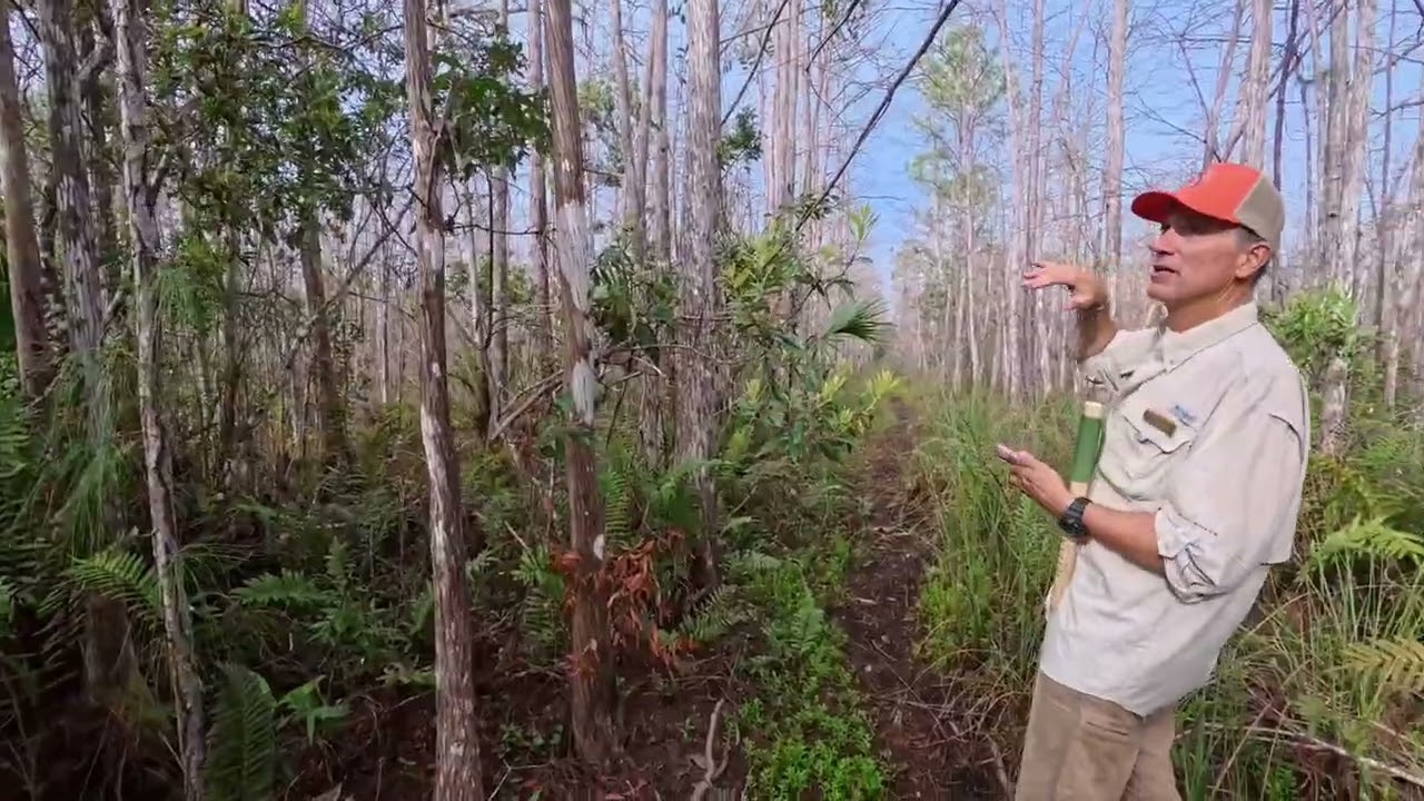 Hike through the Big Cypress National Preserve Park
