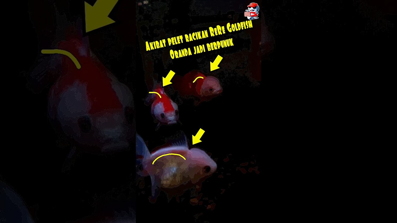 SHORTS | ORANDA RASA RANCHU