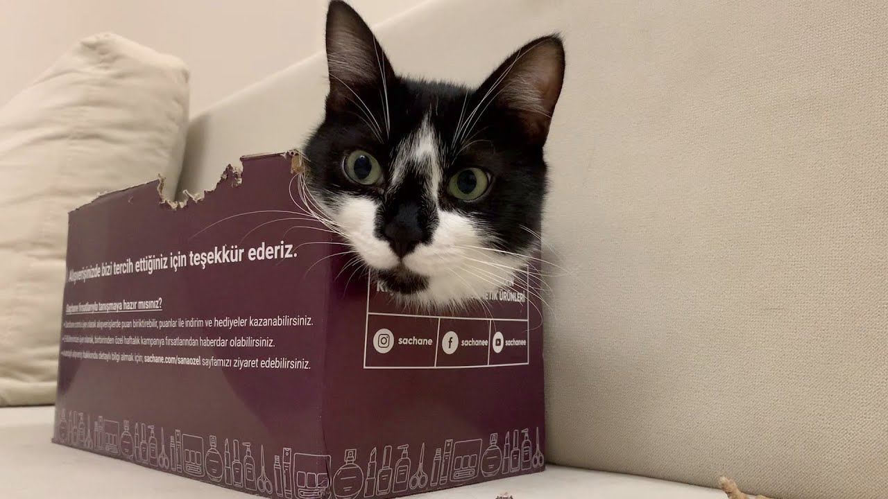 Nami customized the box to make it comfortable.