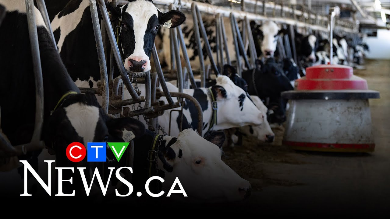 How does Canada's dairy industry's supply management system work?