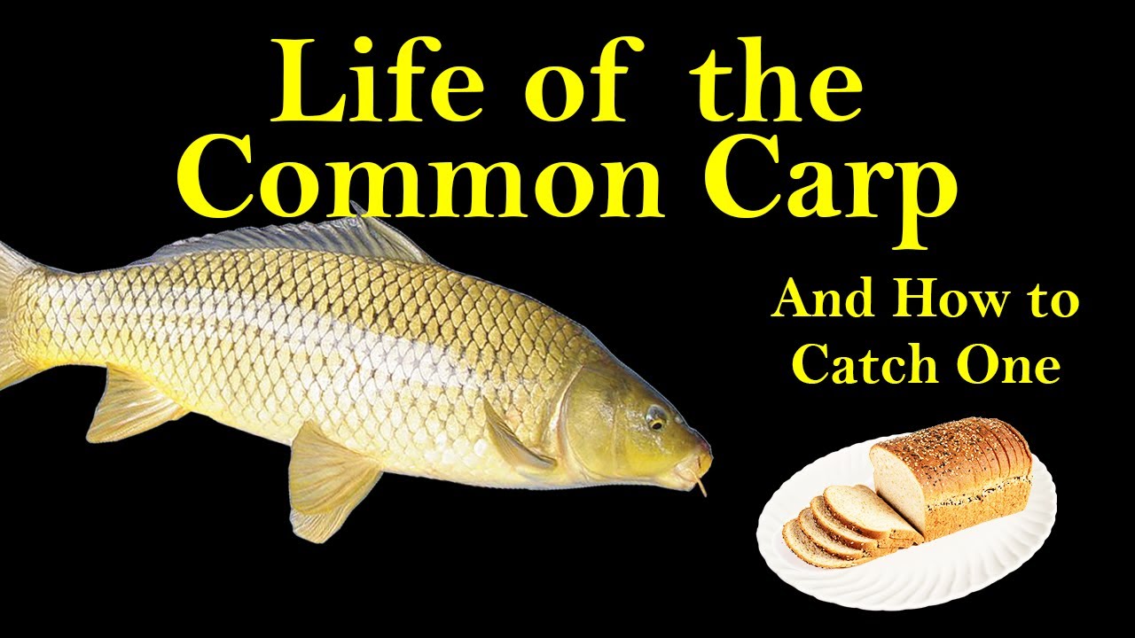 Life of the Common Carp and How to Catch One (Carp Biology and Fishing Tips)