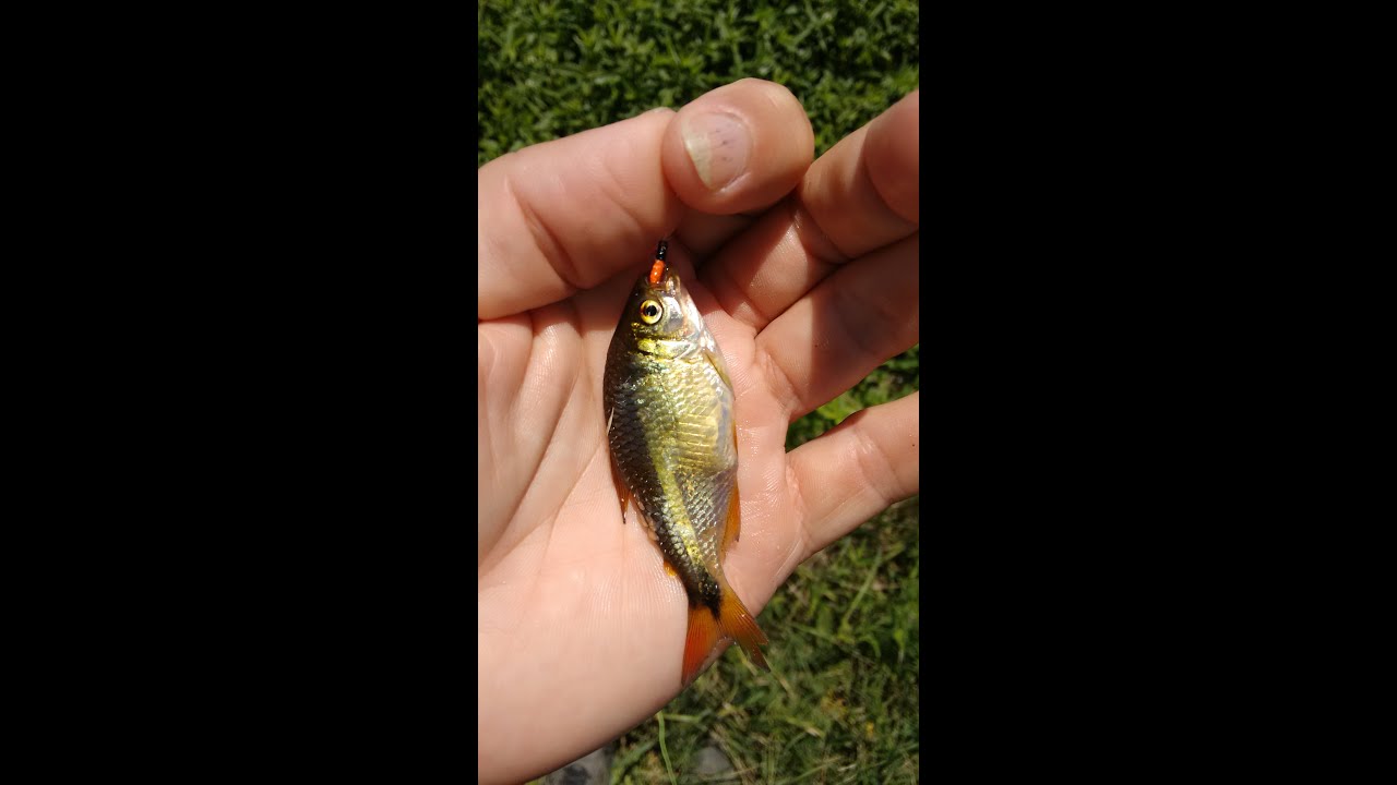 Mojarras con mosca, lambari no fly