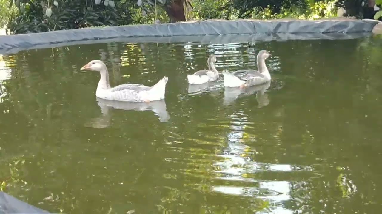 Filhotes de GANSOS Fofuras 