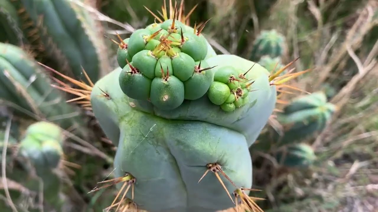 San Pedro Cactus Hard Grown Garden Tour (pt.1)