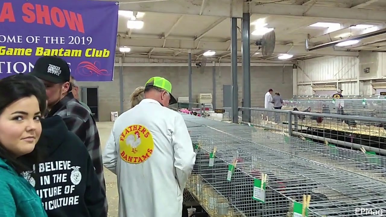 ABA Judge Danny Feathers Critiques Bantam Cochins.