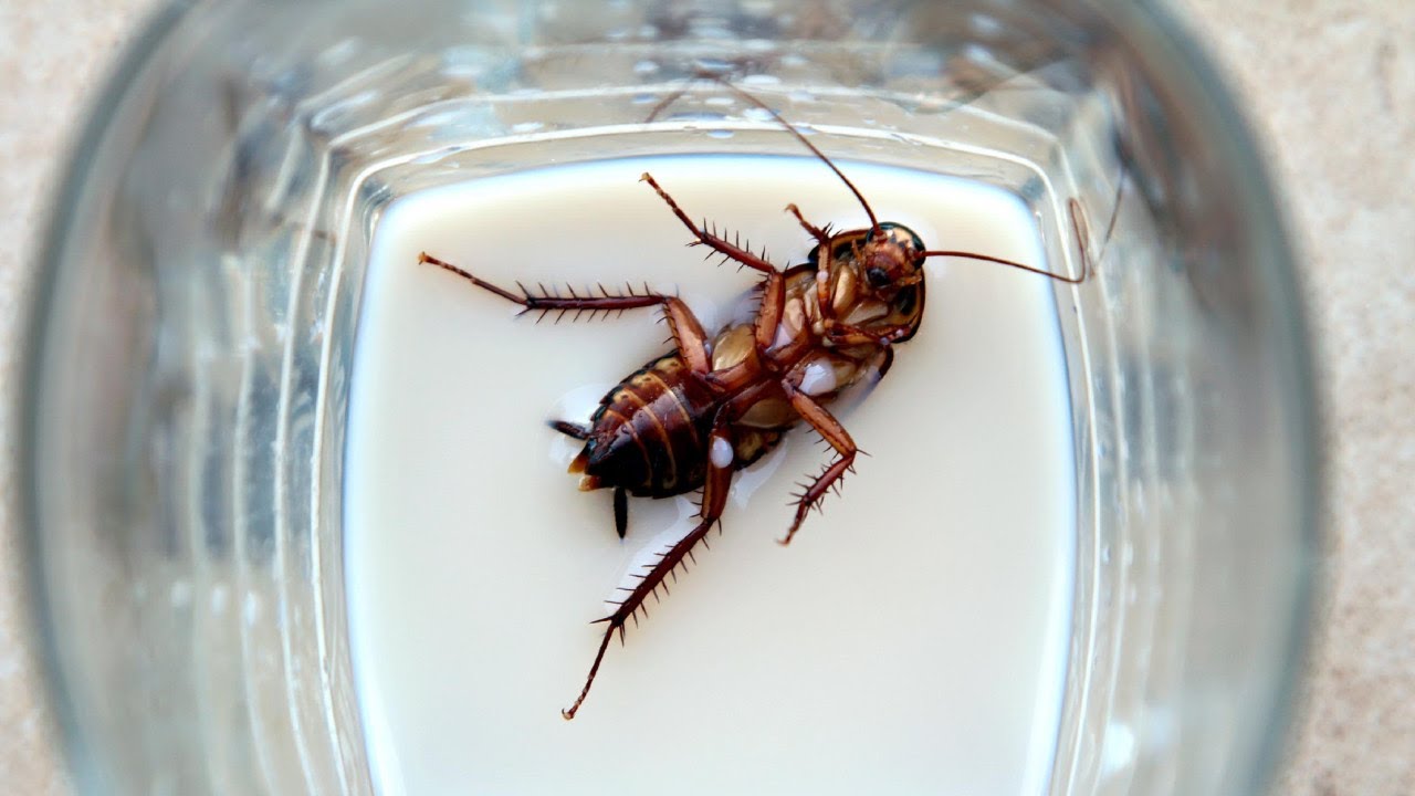 25 Datos Inútiles #27 | Leche de cucaracha