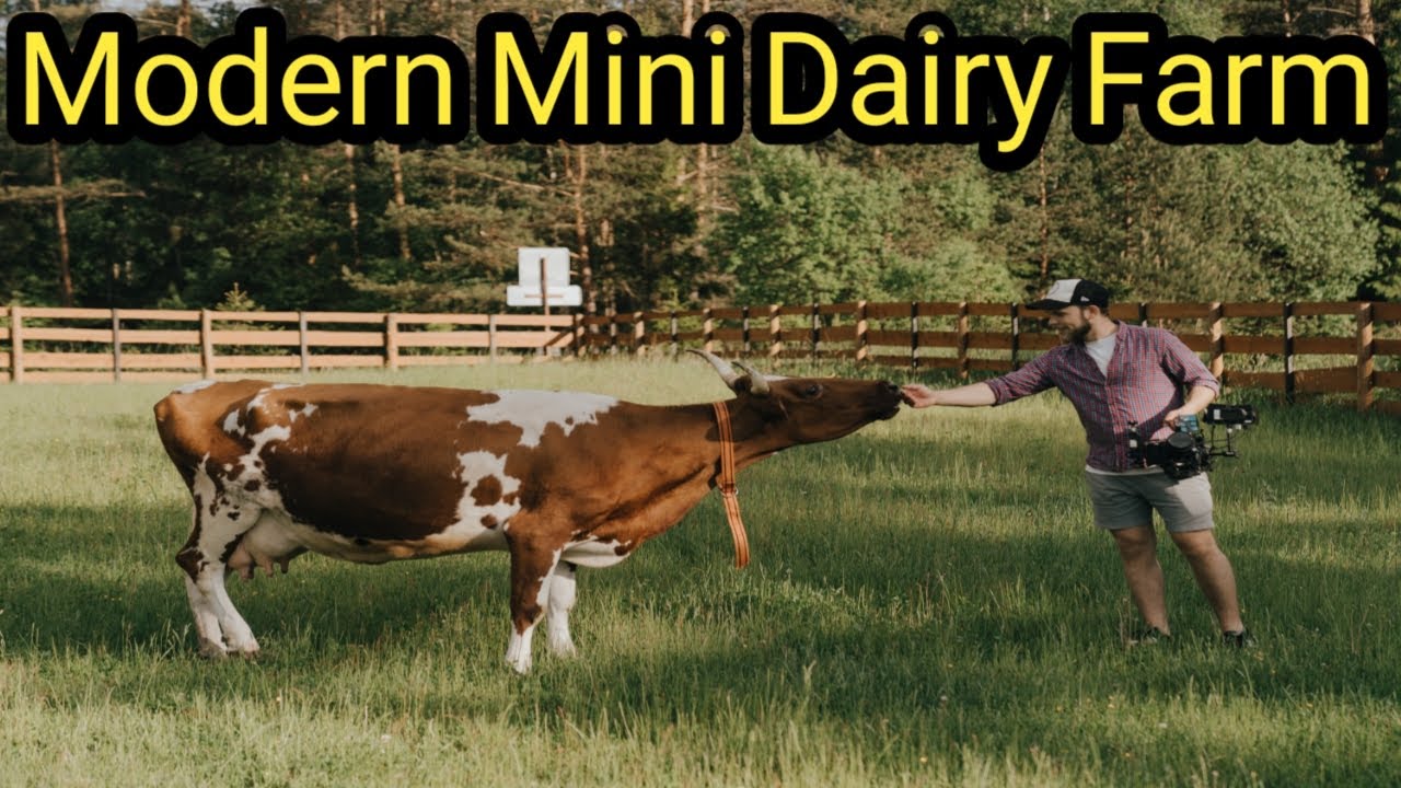 Modern Cow Raising Process Saves Millions Of Dollars, Modern Cow Farming Harvest Milking Techhnology