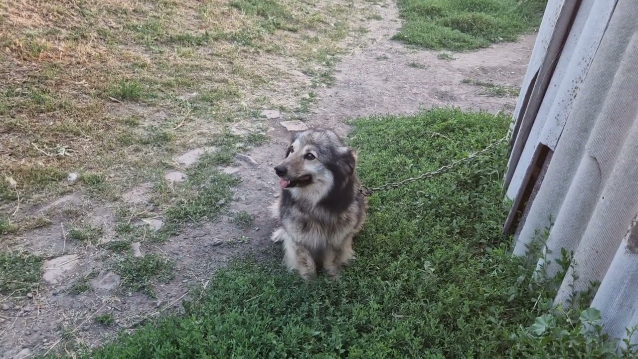 In the village. Our caretaker is🐶🏡 #village #watchman #life #nature/В деревне. Наш сторож 🐶 #деревня
