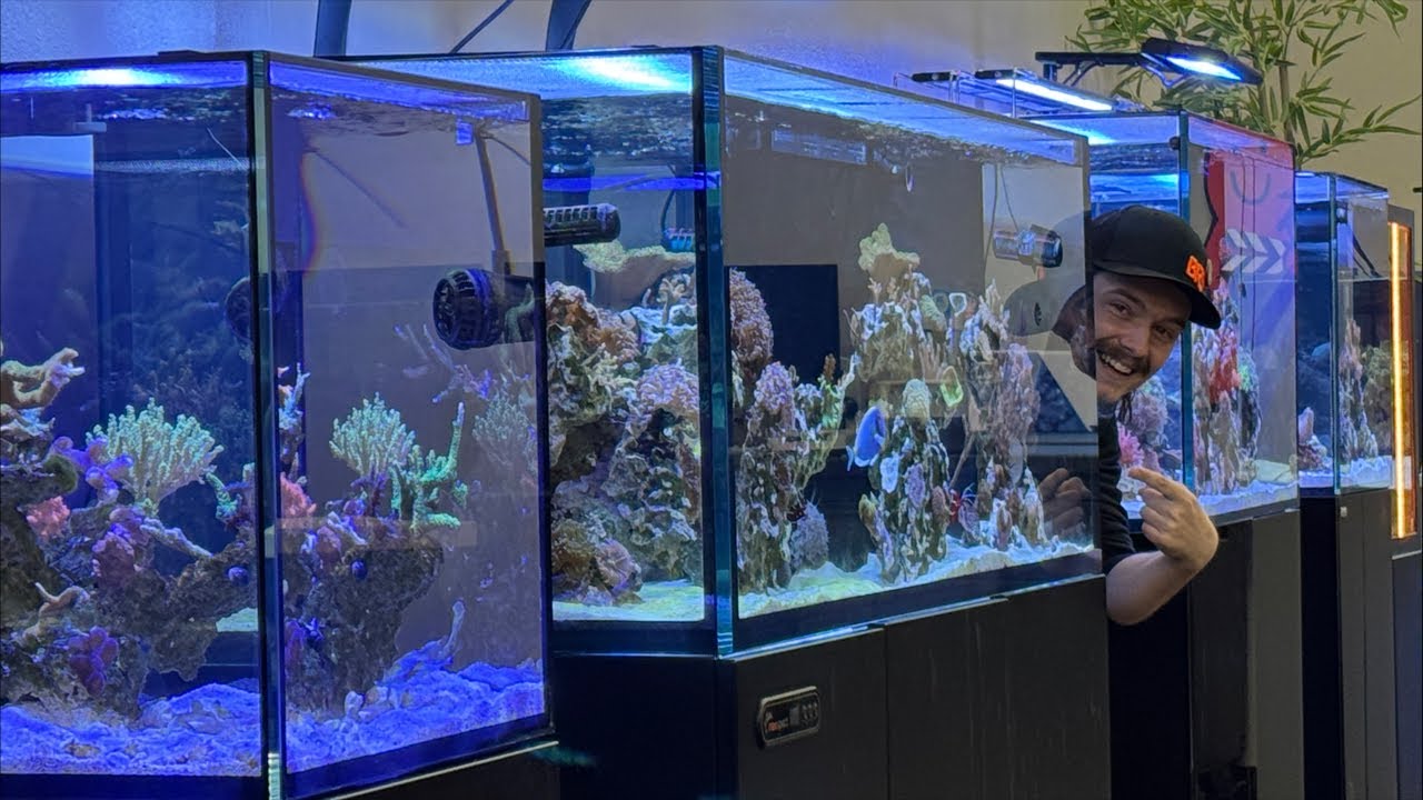 BRStv Studio live hangout