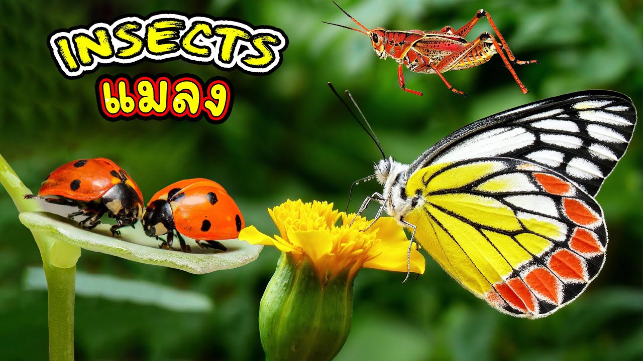 แมลง - Insects ... Ladybug, Butterfly, Mantis, Cricket, Grasshopper