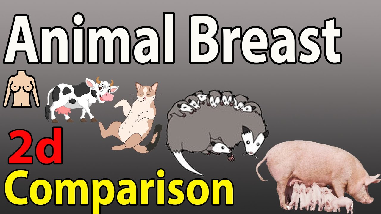 Animal Number of breast Comparison in 2024 | Many Teat of  Animals Comparison in 2024 | Nipple