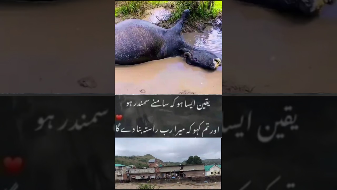 River Flood News |Pakistan River Flood News|