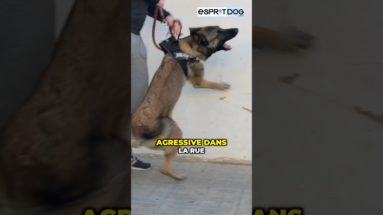 Une balle a changé la vie de ce Malinois 🎾
