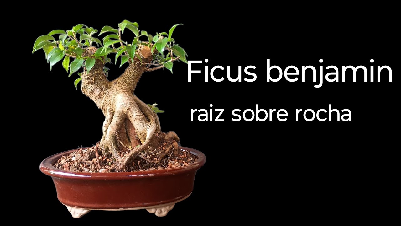 FICUS MINI na PEDRA 