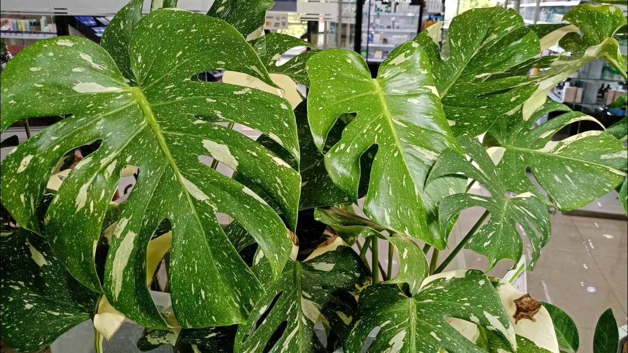 Выставка в Новороссийске 20-21 сентября. ТЦ Бон Пассаж, часть 2.