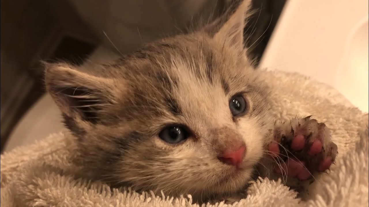 The Day Chester Was Found