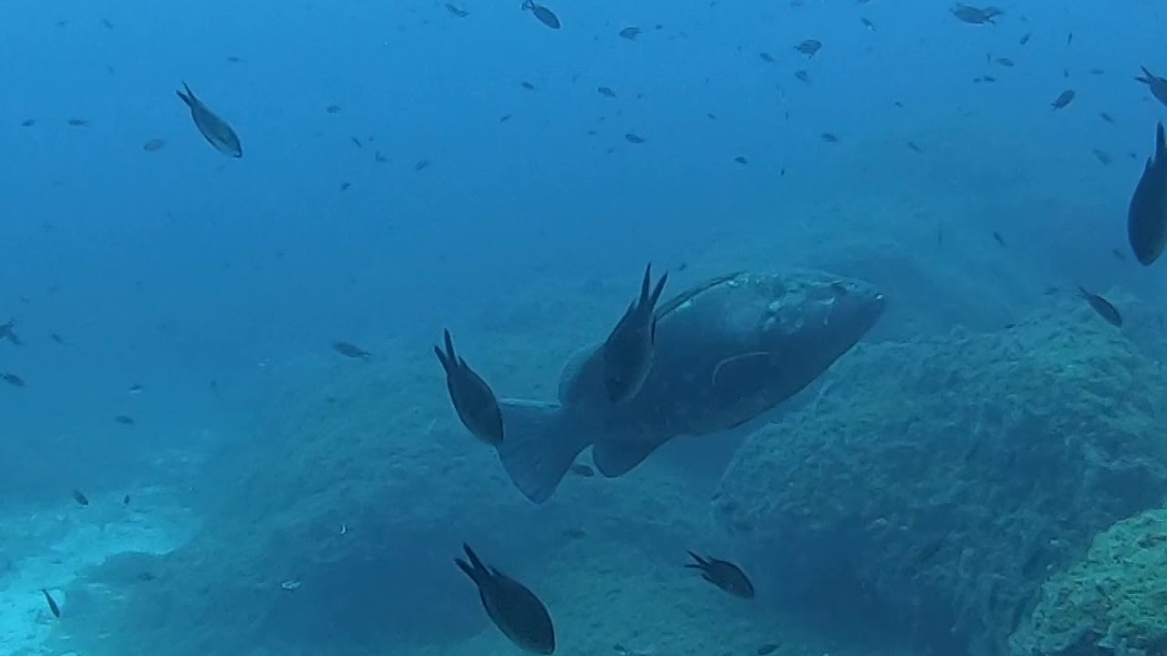 DIVING Isla Dragonera - Mallorca  - Mental Theo
