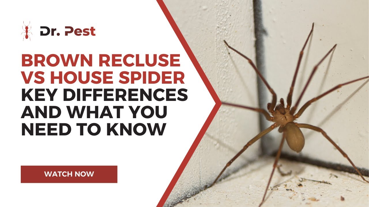 Brown Recluse vs House Spider: Key Differences and What You Need to Know | Dr. Pest