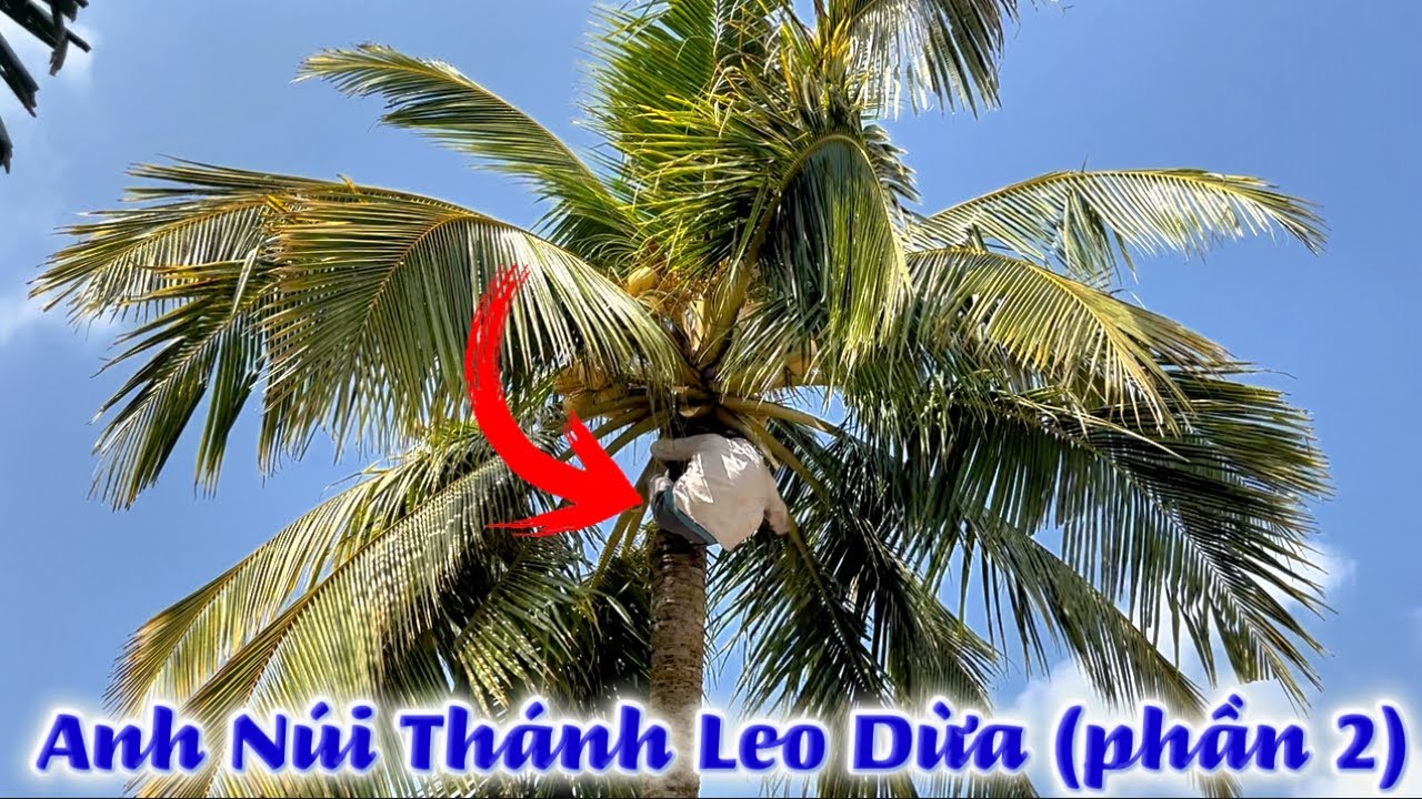 Anh Núi Thánh Leo Dừa,Lê Vủ Miền Tây AG (phần 2)