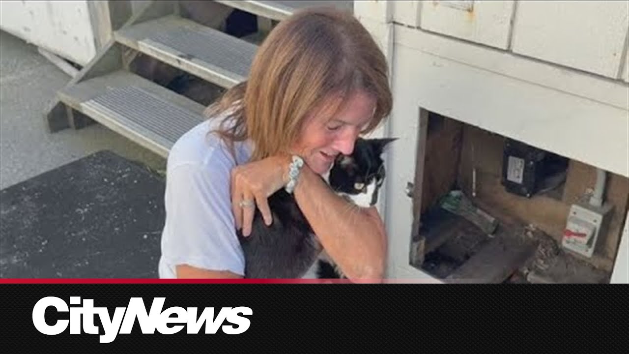 Cat lost on BC Ferries reunited with owner