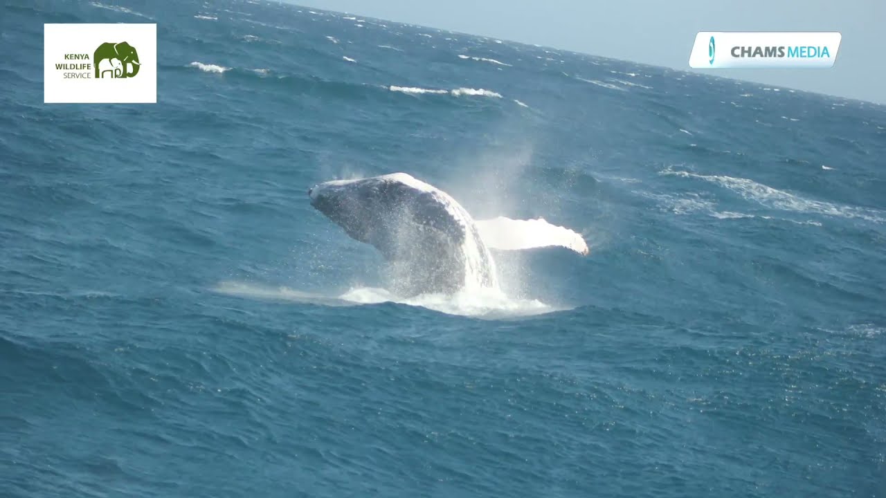 Whale watching in Watamu Marine Park/Reserve