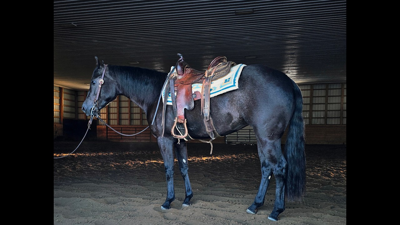 LUCY - Top Gun Horse Sale 2026!