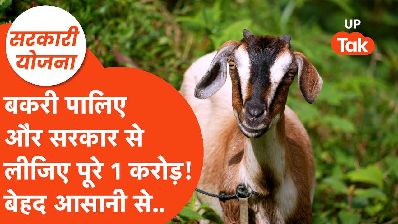Sarkari Yojana : आप बस बकरी पालिए, मिलेंगे 1-2 लाख नहीं बल्कि करोडों रुपए! जानिए योजना के बारे में..